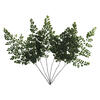 6-10" Oasis Grn Adianthum Fern Pet 6Pc - view 1 of 4