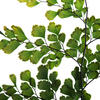 6-10" Oasis Grn Adianthum Fern Pet 6Pc - view 3 of 4