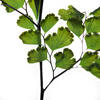 6-10" Oasis Grn Adianthum Fern Pet 6Pc - view 4 of 4