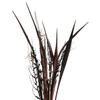 Vickerman 36" Bahia Spears with Seeds, Dried 9 Pack - view 2 of 5