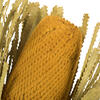Vickerman 12" Banksia Flower with Dyed Foliage, Dried - view 3 of 5