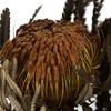 12" Autumn Banksia Foliage Flower 4oz - view 5 of 6