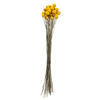 16-18" Yellow Billy Buttons 25-30 Stems - view 1 of 4