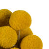 16-18" Yellow Billy Buttons 25-30 Stems - view 3 of 4