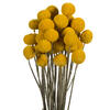 16-18" Yellow Billy Buttons 25-30 Stems - view 2 of 4