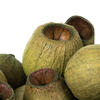 1" App Basil Bell Gum Pods 2.2 lbs/pk - view 3 of 4