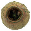 1" App Basil Bell Gum Pods 2.2 lbs/pk - view 2 of 4