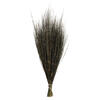 Vickerman 15-20" Natural Bell Grass, Preserved - view 1 of 4