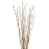 Vickerman 36"-40" Caba Spine Bundle, Dried 24oz - view 2 of 5