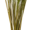 Vickerman 36" Congo Grass Bundle, 8 oz Dried - view 3 of 4