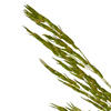 Vickerman 36" Congo Grass Bundle, 8 oz Dried - view 4 of 4