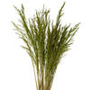 Vickerman 36" Congo Grass Bundle, 8 oz Dried - view 2 of 4