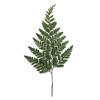 6-10" Green Davalia Fern Stem- 6/Pk - view 2 of 4