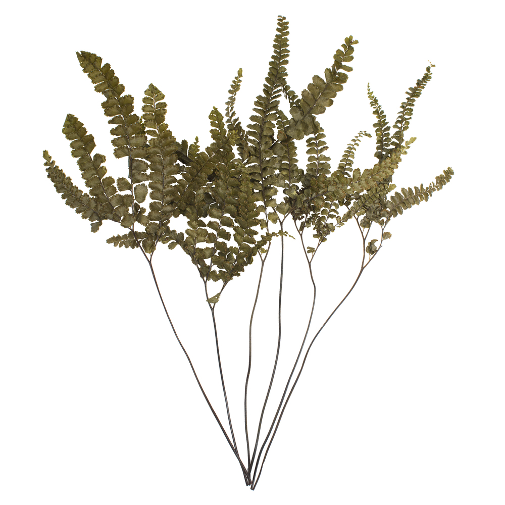 6-10" Green Felci Fern Stem - 6/pk