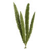 8-10" Green Foxtail Fern 16 Stem Bunch - view 1 of 7