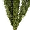 8-10" Green Foxtail Fern 16 Stem Bunch - view 3 of 7