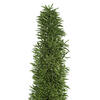 8-10" Green Foxtail Fern 16 Stem Bunch - view 2 of 7