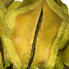 Vickerman Frogs Mouth Pod, Dried 9/Pk - view 3 of 4