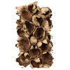 Vickerman Giant Seed Pod Segment, Dried - view 1 of 5