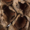 Vickerman Giant Seed Pod Segment, Dried - view 2 of 5
