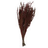 Vickerman 22"-26" Grabia Bundle, Preserved - view 1 of 6