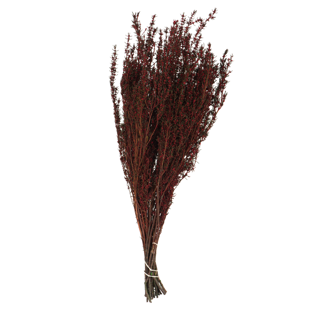 Vickerman 22"-26" Grabia Bundle, Preserved