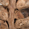 Vickerman Natural Giant Seed Pod Segment, Dried - view 3 of 6
