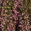 Vickerman 18-20" Heather Bundle, Preserved - view 3 of 4