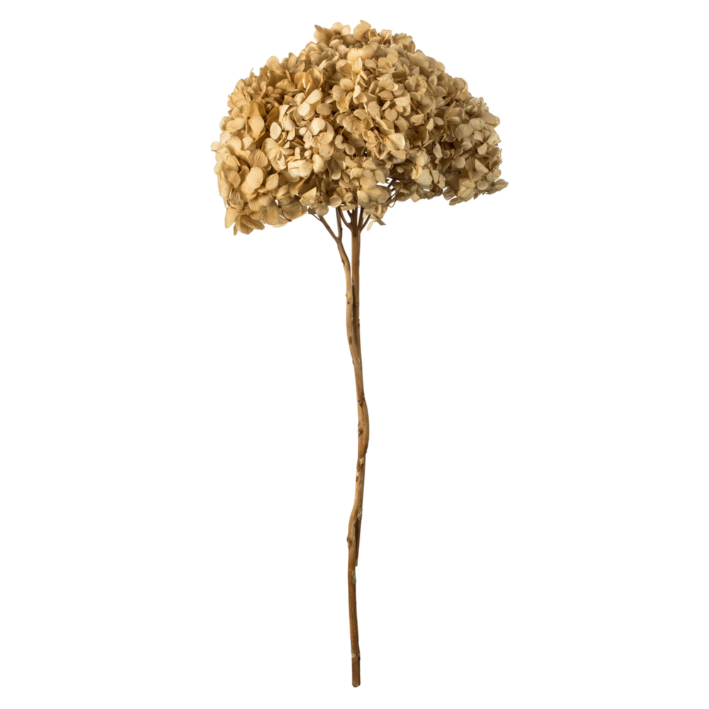 Vickerman Natural Botanicals 15” Hydrangea with Multiple Branch Segments, Preserved