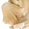 Vickerman 15-17" Bleached Jacaranda, Dried - view 4 of 5