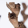 32-36" Natural Ladder Branches - 7/Pk - view 4 of 8
