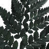 12-15" Green Leatherleaf Fern Stem 6/Pk - view 4 of 4