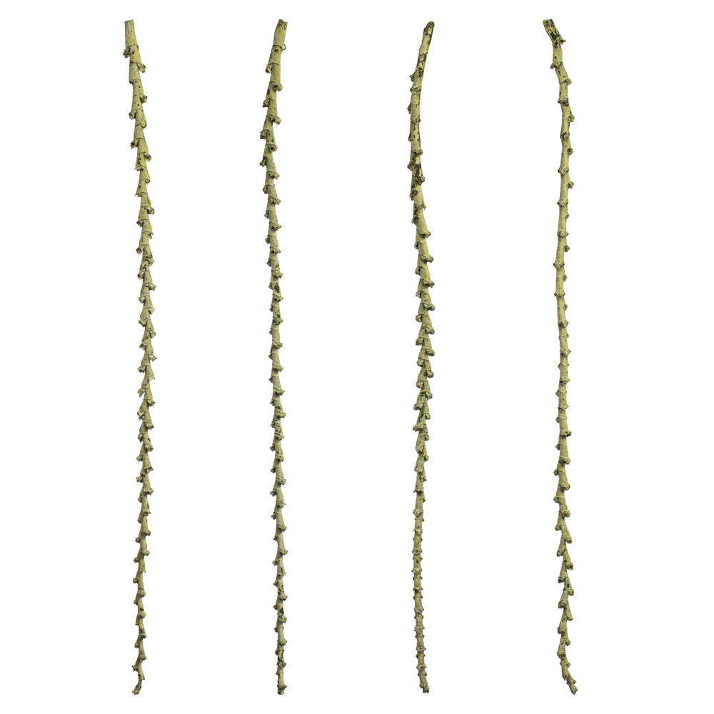 Vickerman Ladder Branches, Dried