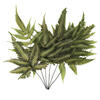 18-20" Basil Ombre Fern Stems - 6/Pk - view 1 of 4