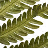 18-20" Basil Ombre Fern Stems - 6/Pk - view 4 of 4