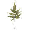 18-20" Basil Ombre Fern Stems - 6/Pk - view 2 of 4