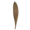 Vickerman Palm Paddles, Dried - view 1 of 4