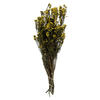 Vickerman 12-22" Natural Phylica Bundle, Preserved - view 1 of 4