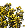 Vickerman 12-22" Natural Phylica Bundle, Preserved - view 4 of 4