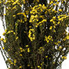 Vickerman 12-22" Natural Phylica Bundle, Preserved - view 3 of 4