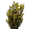 Vickerman 12-22" Natural Phylica Bundle, Preserved - view 2 of 4