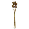 Vickerman Platy Cone attached to a Reed Stem, Dried - view 1 of 5