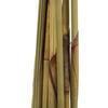 Vickerman Platy Cone attached to a Reed Stem, Dried - view 4 of 5