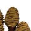 Vickerman Platy Cone attached to a Reed Stem, Dried - view 3 of 5