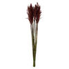 Vickerman 36"-40" Plume Reed Bundle, Preserved - view 1 of 5