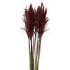 Vickerman 36"-40" Plume Reed Bundle, Preserved - view 3 of 5