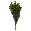 Vickerman Spring Platys Foliage Bundle, Preserved - view 1 of 5