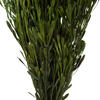 Vickerman Spring Platys Foliage Bundle, Preserved - view 5 of 5
