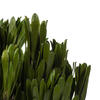 Vickerman Spring Platys Foliage Bundle, Preserved - view 4 of 5