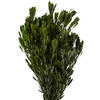 Vickerman Spring Platys Foliage Bundle, Preserved - view 3 of 5